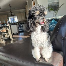 Janet - Poodle