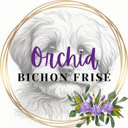 Nyx - White female Bichon Frise puppy in Piedmont, South Carolina from Orchid Bichon Frisé