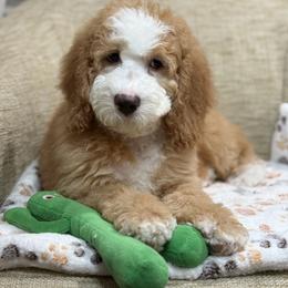 Brown-noah - Red male Bernedoodle puppy in Yuciapa, California from AlltheDoodlez_