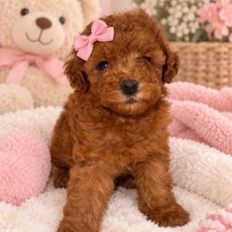 Girl 1 - Apricot female Assorted Doodle Crosses puppy in San Jacinto, California from Goldens and Doodles