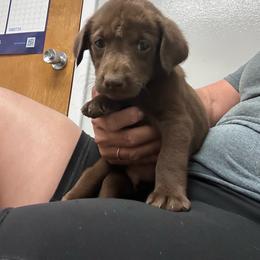 Mini - Chocolate male Labrador Retriever puppy in Newton Grove, North Carolina from Wayalife Labradors & Gsp’s