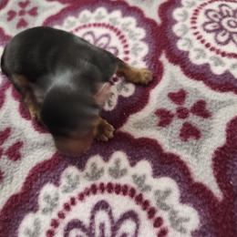 Borff - Black and tan male Yorkshire Terrier puppy in Sidney, Ohio from Little Yorkie World