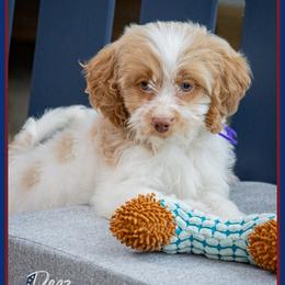 Cassie - Red and white female Cockapoo puppy in Connersville, Indiana from Deaz Doodle Ranch
