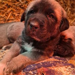 Sonny - Gray fawn male Anatolian Shepherd Dog puppy in Jackson, New Jersey from Homestead Heaney