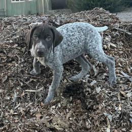 Sage - Liver roan female German Shorthaired Pointer puppy in Boulder Creek, California from Paloma Vista Ranch