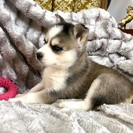 Pomsky Puppies from Oxsana Perfect Pomsky- 5 puppies available