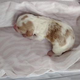 Boy 2 - male Dachshund puppy in Corbin, Kentucky from White River Valley Kennel