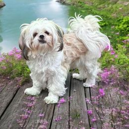 Lily - Shih Tzu