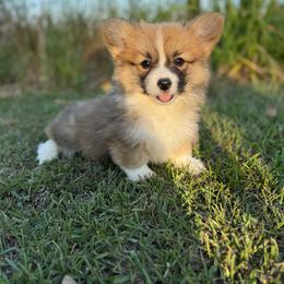 Mr. Laurence - Yellow (Fluffy) - Sable male Pembroke Welsh Corgi puppy in Milan, Georgia from Williams’ Welsh Corgis LLC