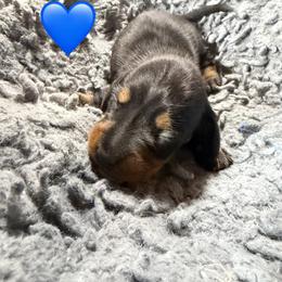Sonny - Black and tan male Dachshund puppy in Birchtree, Missouri from Cruzan Dachshunds