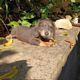 Jazzy blue - Gray (blue) and tan female Dachshund puppy in Dayton, Ohio from LUXEYPUPS
