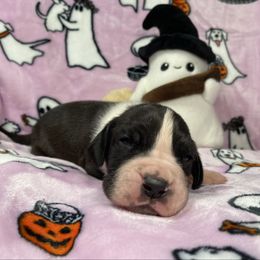 Trickster - Mantle male Great Dane puppy in White City, Kansas from Southwind Great Danes