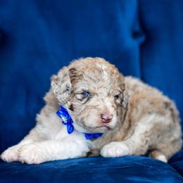 Aussiedoodle Puppies from Dani's Dandy Doodles