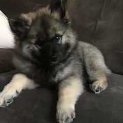 Keeshond puppies from Keeshond Country Paradise