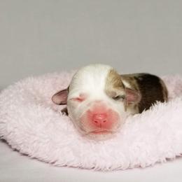 American Corgi and Pembroke Welsh Corgi Puppies from Whimsical Treasure Corgis