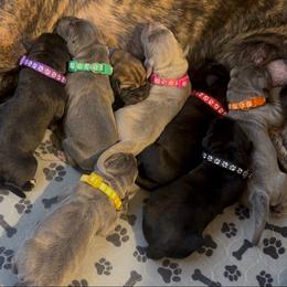 Boy 3 - Gray male Cane Corso puppy in Clewiston, Florida from Far From Average Kennels