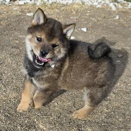 Masaru - Sesame male Shiba Inu puppy in Denver, Colorado from Diamonds In The Ruff Boston Terriers