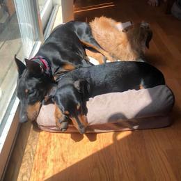 Doberman Pinscher Puppies from Jensen Dobermans