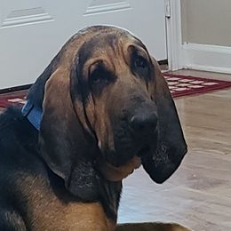 Tucker - Bloodhound