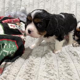 Chica - Tri-color female Cavalier King Charles Spaniel puppy in El Mirage, Arizona from Arizona Cavaliers and Cavapoos