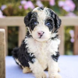 Pixie - Phantom female Bernedoodle puppy in Crete, Nebraska from Doodles & Co