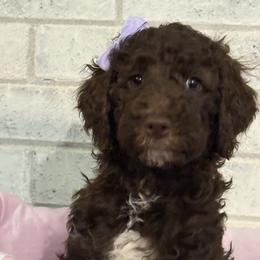 Girl 4 - Brown female Poodle puppy in Snow Camp, North Carolina from Diamond D Poodles LLC