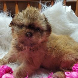 Lola Liver Female1 - Liver female Shih Tzu puppy in Hillsdale, Michigan from Prairie Fen Farm
