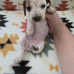Dachshund Puppies from Grecian Kennel