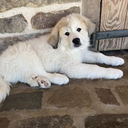 Ella - White and badger female Great Pyrenees puppy in Sapphire, North Carolina from Sapphire Valley Great Pyrenees