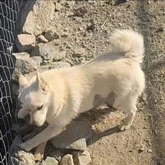 Summer -upcoming - Schipperke