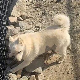 Summer -upcoming - Schipperke