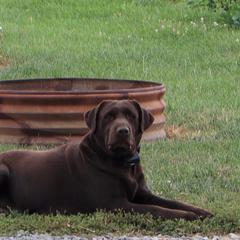 McKinley - Labrador Retriever