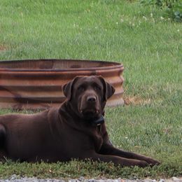 McKinley - Labrador Retriever