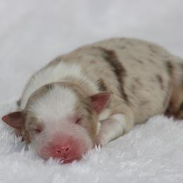 Girl 4 - female Australian Shepherd puppy in Circleville, Utah from Canyon Creek Aussies