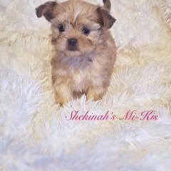 Chara - Red female Mi-Ki puppy in Toronto, Ohio from Shekinah’s Mi-Kis & Cricket Hill’s Westies