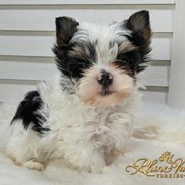 Athos - Parti male Yorkshire Terrier puppy in Austin, Texas from Rhine Valley Yorkies