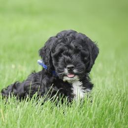 Lewis - Black male Cockapoo puppy in Gap, Pennsylvania from Country View Puppies ( License 18816)