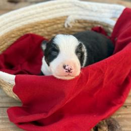 Chaos - Tri-color male Border Collie puppy in Midland, Texas from High Velocity Stockdogs