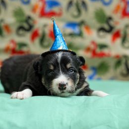 Wizard - Tri-color male Border Collie puppy in Charleston, South Carolina from Blackbird Kennels