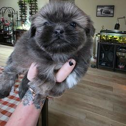 Maryellen - Blue female Shih Tzu puppy in Lancaster, Ohio from Wandering Tzu