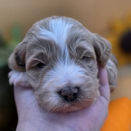 Jasper - Apricot male Goldendoodle puppy in Decatur, Tennessee from Diamond's Doodles