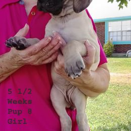 Great Dane Puppies from Drogheda Great Danes