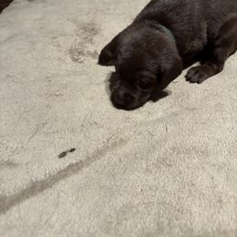 Boy 3 - Chocolate male Labrador Retriever puppy in Philadelphia, Mississippi from Pearl River Retrivers