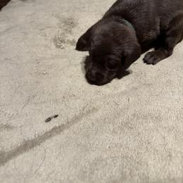 Boy 3 - Chocolate male Labrador Retriever puppy in Philadelphia, Mississippi from Pearl River Retrivers