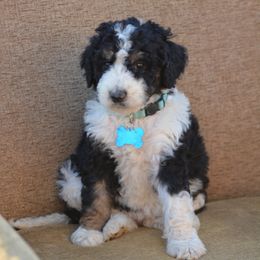 Light Blue Collar - Black and white female Bernedoodle puppy in Scottsboro, Alabama from Dixie Land Doodles