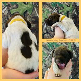 Yellow Collar - White and liver female German Shorthaired Pointer puppy in Bluffton, South Carolina from Lowcountry Southern GSP'S