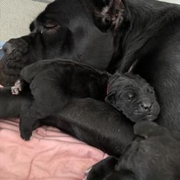Cane Corso Puppies from Bellissima Cala Cane Corso
