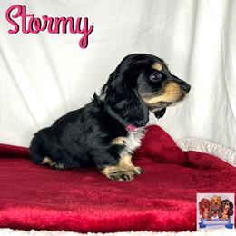 Dachshund Puppies from Shannon Dolly’s Dachshunds