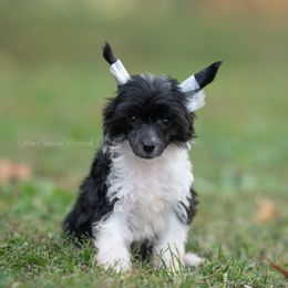Spinner Puff Male 1300 - Black and white male Chinese Crested puppy in Kentucky from Qilin Chinese Crested