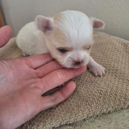 Girl 1 - White female Chihuahua puppy in Haines City, Florida from Kassafina Kennel